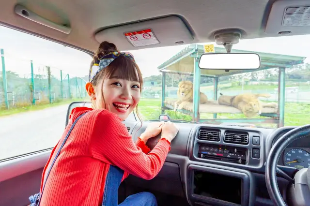 サファリバスのほか、マイカーでも入場可能（土日祝、年末年始限定）