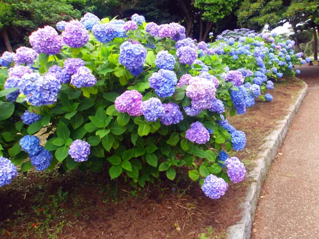 初夏の風物詩、可憐なアジサイがお出迎え