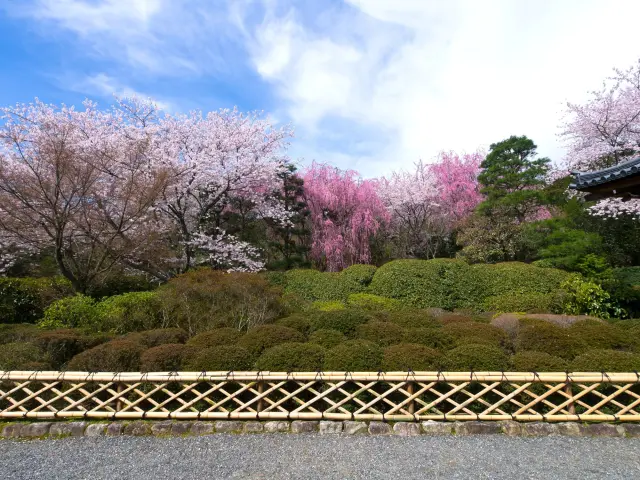 龍安寺の桜。四季の風情を引き立てる竹垣