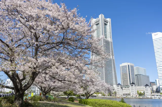 春になると、遊歩道沿いに植生された桜が満開に
写真提供：横浜市観光協会