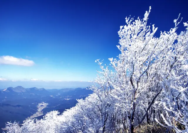 冬に見ることのできる霧氷は圧巻の美しさ