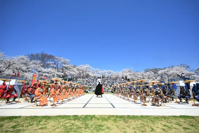 桜の下で開催される天童桜まつり「人間将棋」