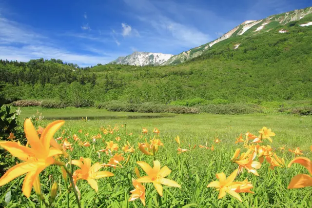 夏には最も多くの高山植物が咲き誇る