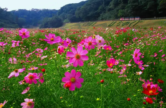 同園の秋の風物詩！　100万本のコスモスがお出迎え