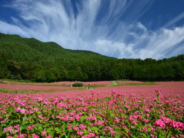 高原の澄んだ空気にも癒される