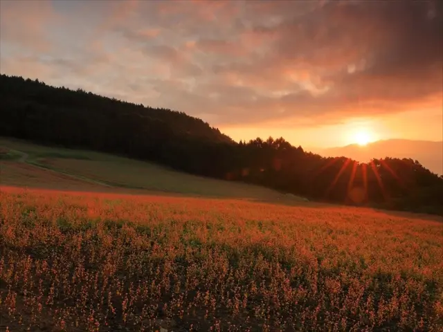 夕陽が赤そばの花を照らす夕景も美しい