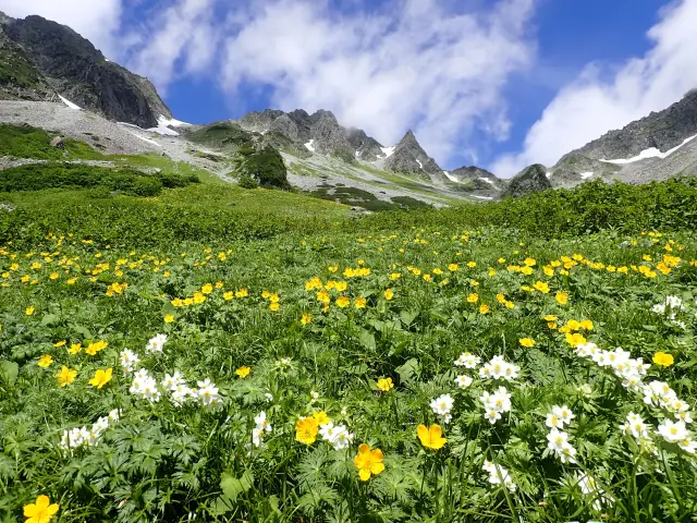 残雪が消えると高山植物が色とりどりの花を咲かせる