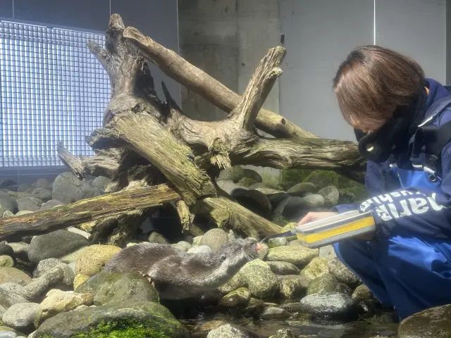 アクアマリンいなわしろカワセミ水族館