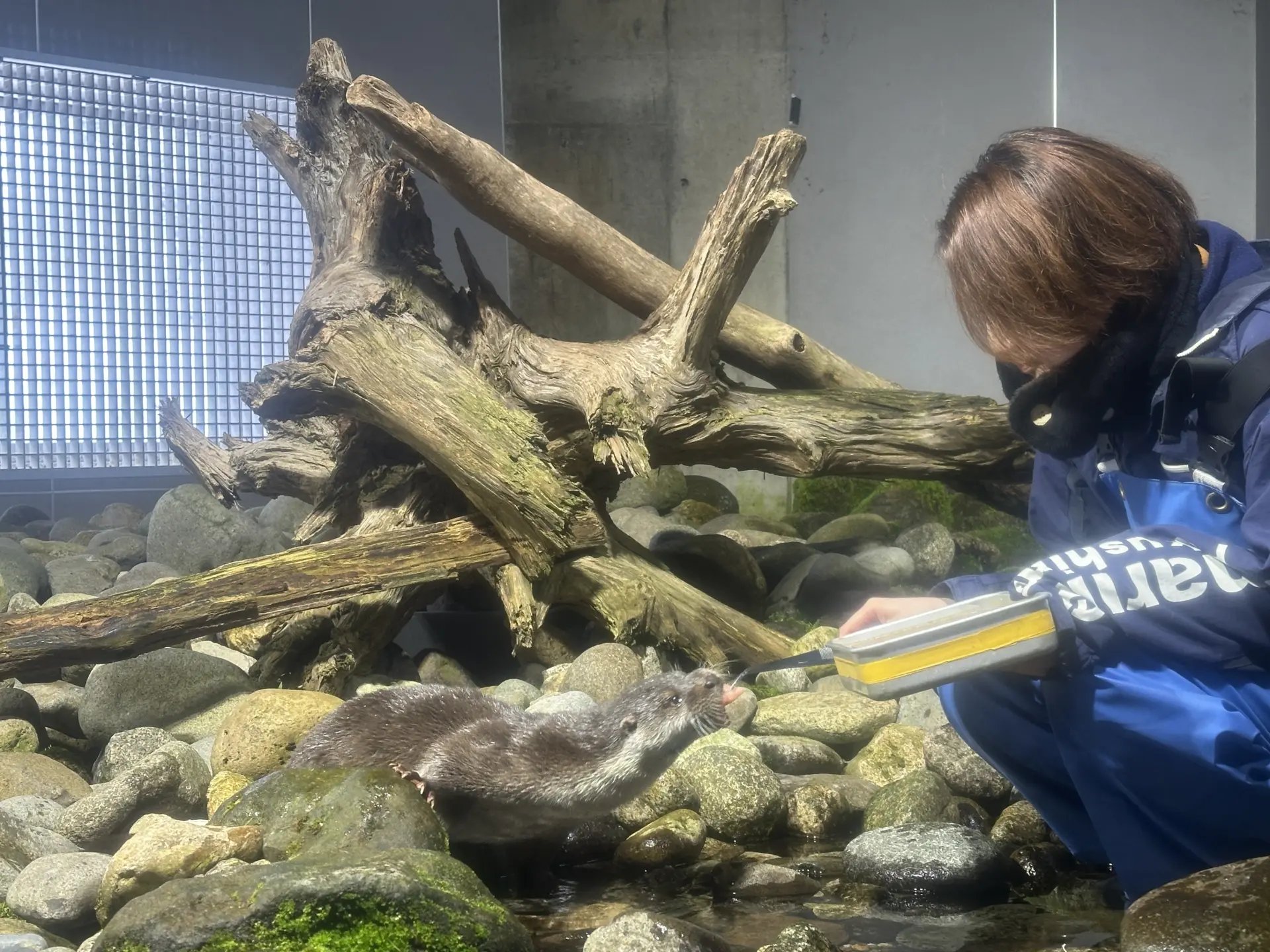 アクアマリンいなわしろカワセミ水族館