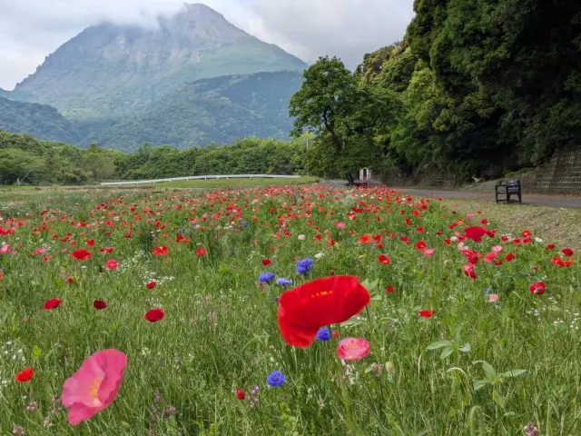 しまばら火張山花公園