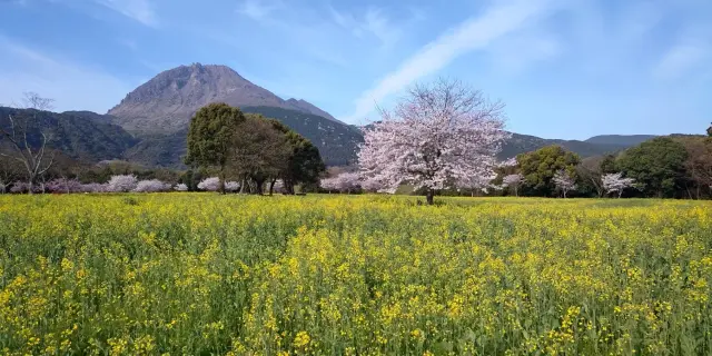 1,000万本の菜の花が咲く春には「春の花まつり」を開催