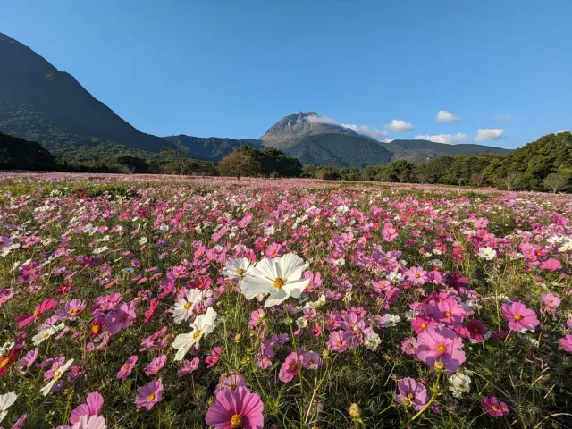 秋には「秋桜まつり」を開催する