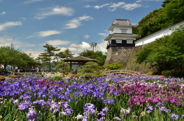 5月下旬から6月上旬には色とりどりの花菖蒲が見頃を迎える