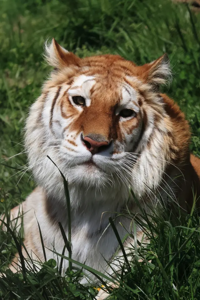ライオンをはじめ、放し飼いの猛獣を車の中から観察しよう