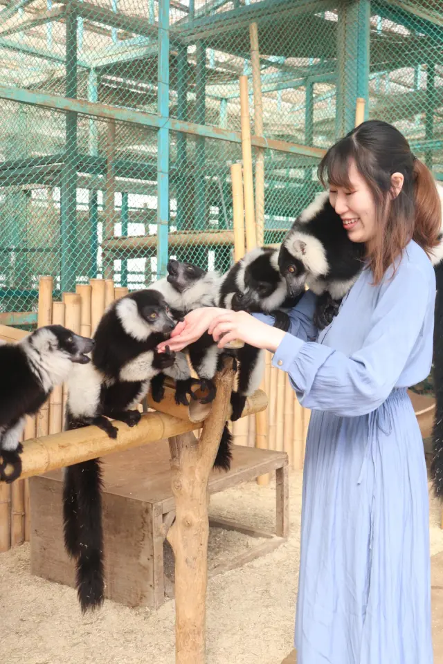 ふれあいゾーンで生活する、もふもふの小動物たち