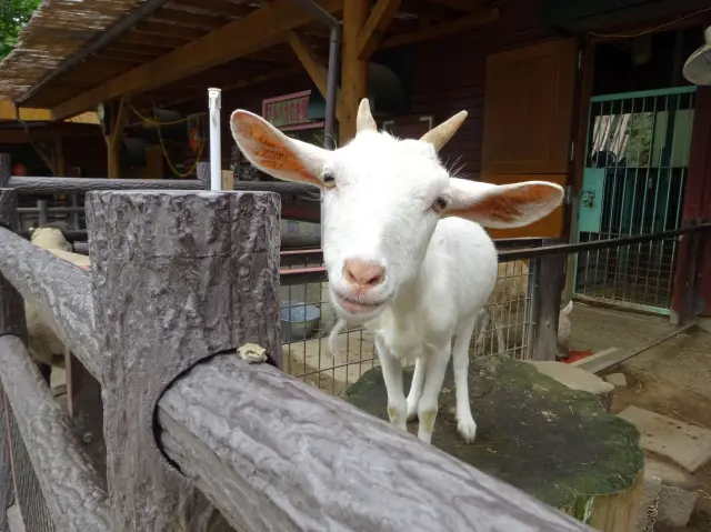 子供動物園では餌やり体験を実施