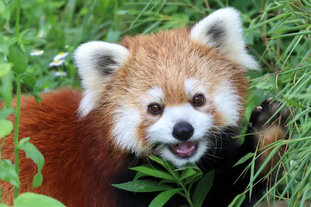 茶臼山動物園