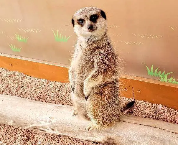 アカハナグマやアザラシに会える「わくわくどうぶつ王国」