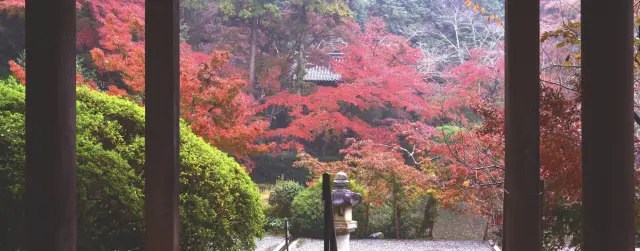入選為『日本紅葉名所100選』，圖片為從本堂眺望的紅葉