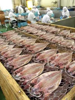 干物の製造工程では添加物を一切使わない