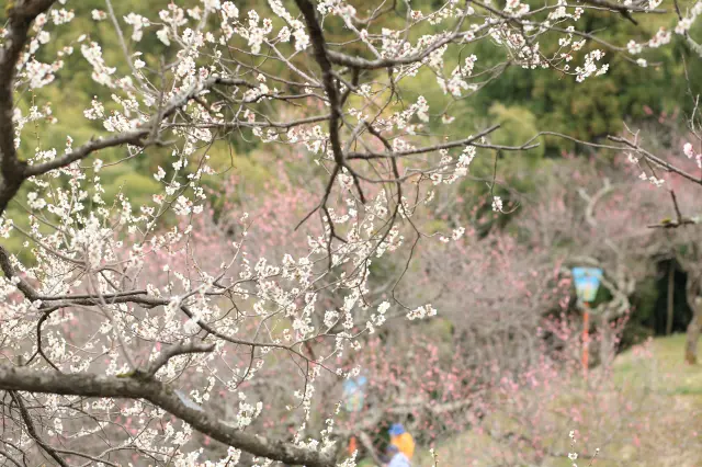 湯田川温泉 梅林公園