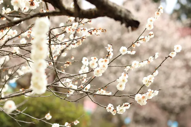 白梅のほか紅梅も見ることができる