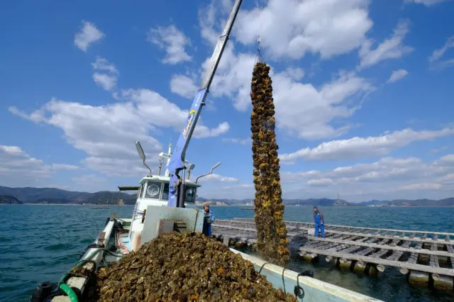 瀬戸内海で育まれた牡蠣、水揚げの様子