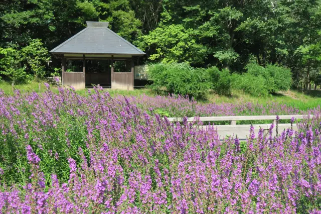 7〜9月に紅紫色の花をたくさんつけるミソハギ