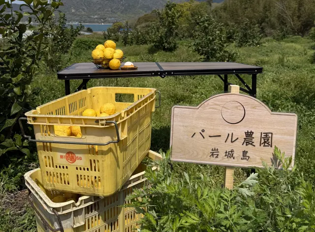 自社農園で育てているレモン