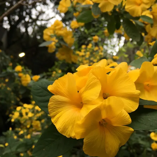 庭園では11月中旬頃から黄花亜麻の花が見られる