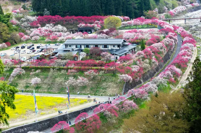 赤・白・ピンクのグラデーションと菜の花との競演も必見