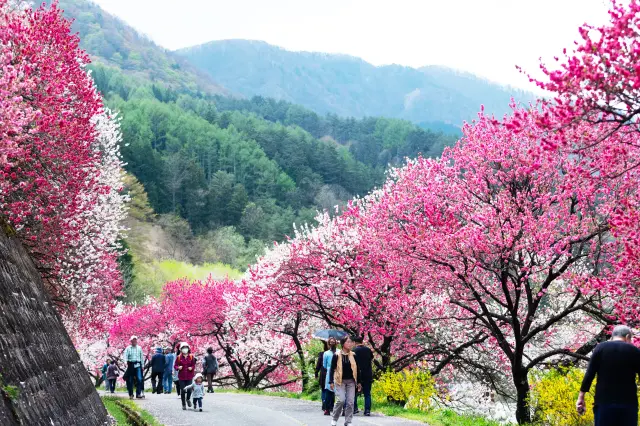 道路にも可憐な花びらが舞い、風流な景色が広がる