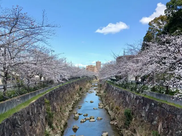 山崎川沿いに桜が咲き誇る