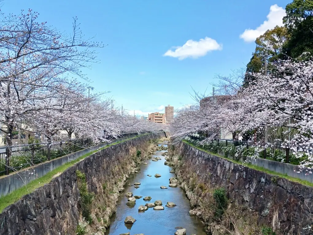 山崎川四季の道