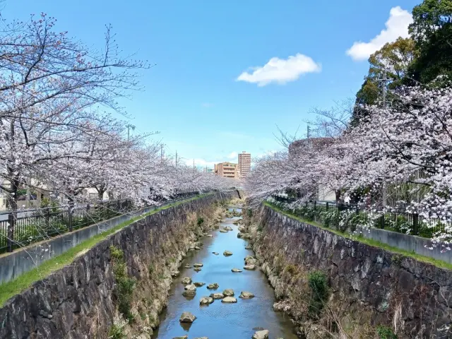 山崎川四季の道
