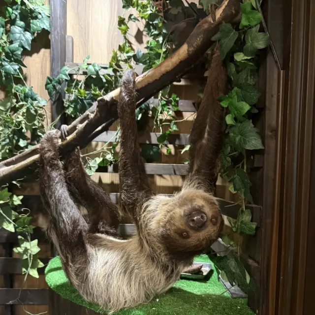フタユビナマケモノのばくが