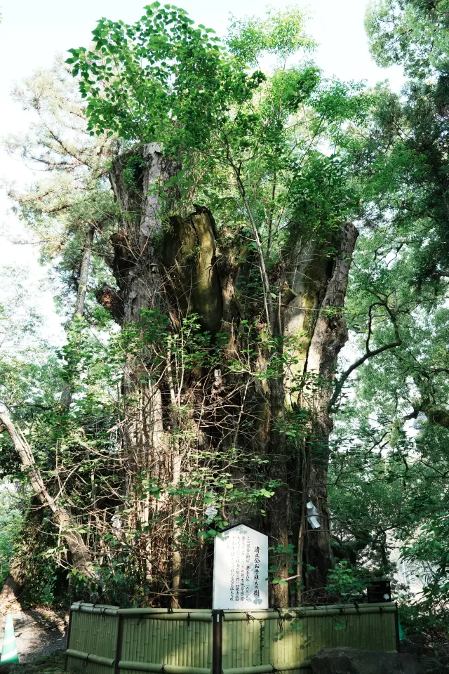 1601年に植樹したと伝わる「清正公お手植えの樹」