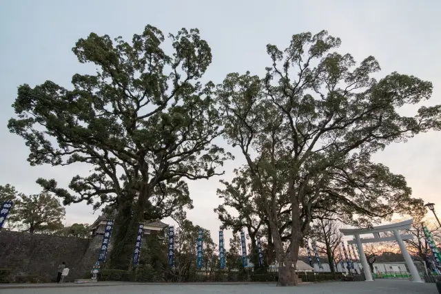 腹地内有树龄超过400年的巨大樟树