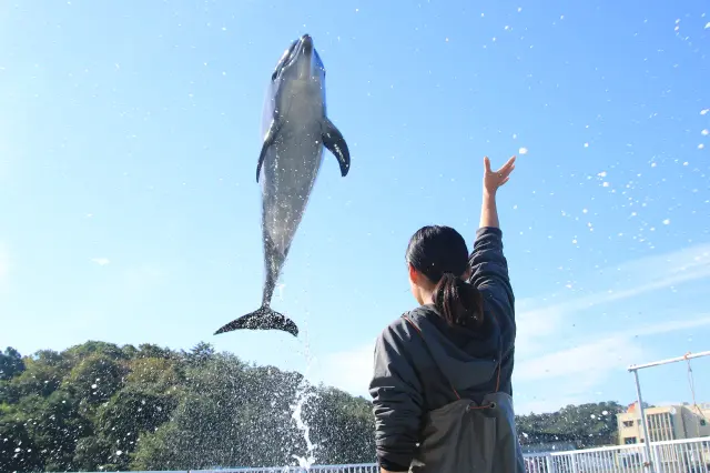 イルカのトレーナー体験は大人気