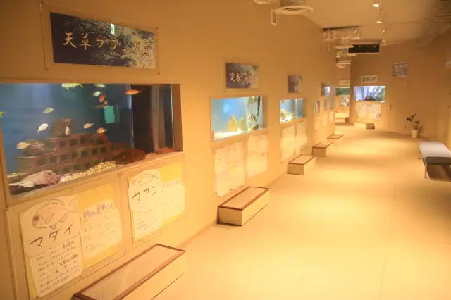 天草の海に生息する魚などを展示