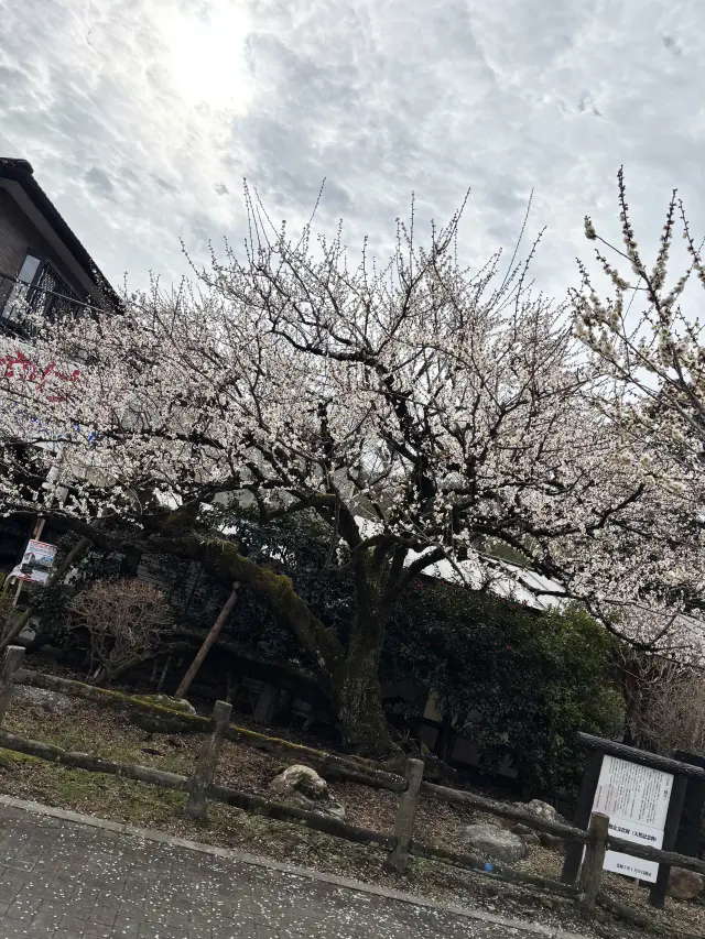 越生梅林