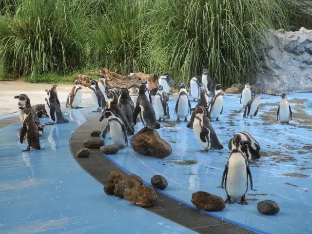 チリのチロエ島の自然を再現したペンギンヒルズ