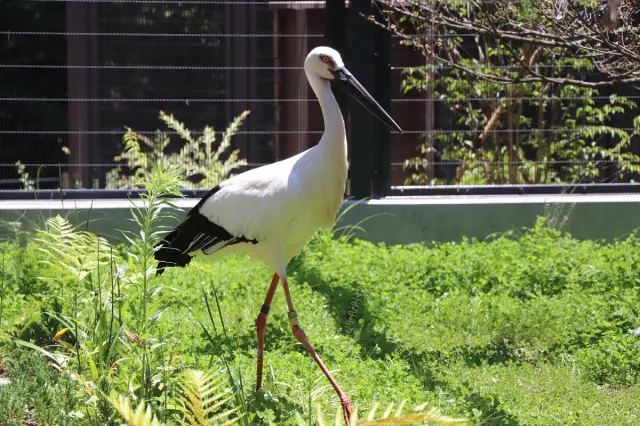 ニホンコウノトリほか、5種の鳥を同時に観察できるコウノトリ舎