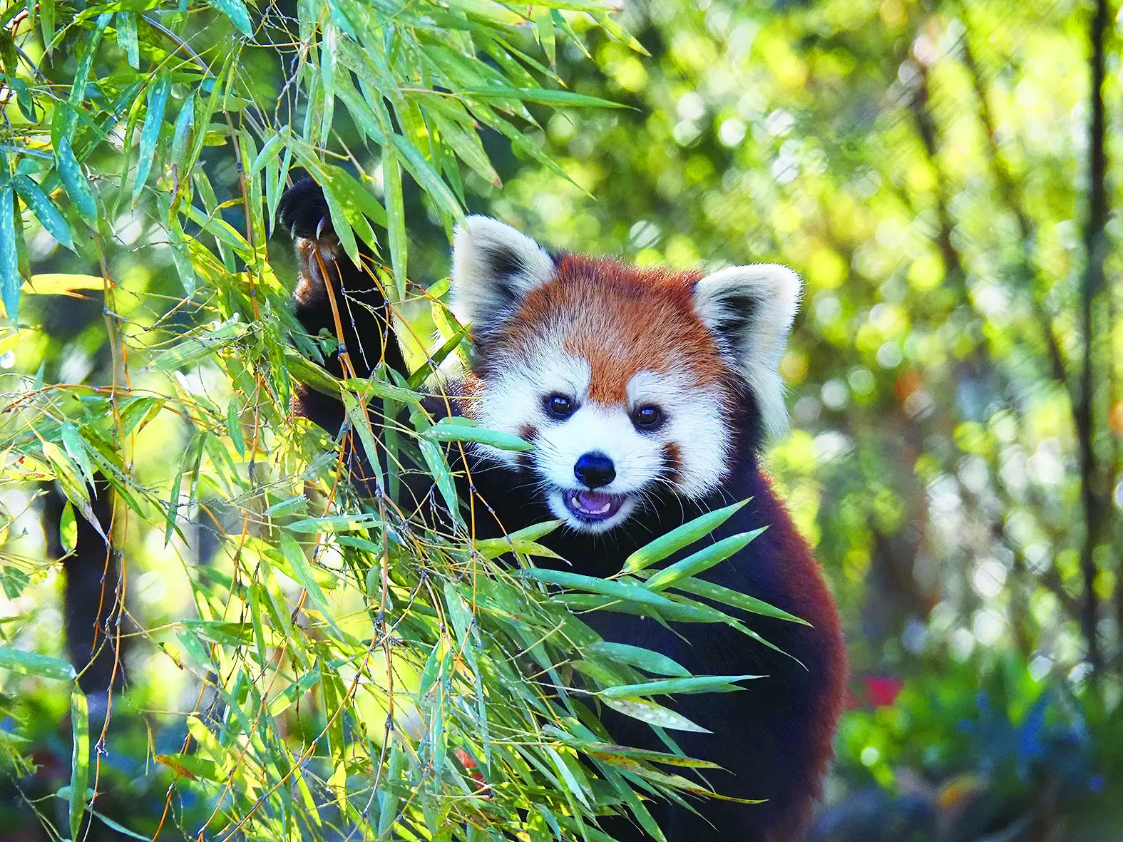埼玉県こども動物自然公園