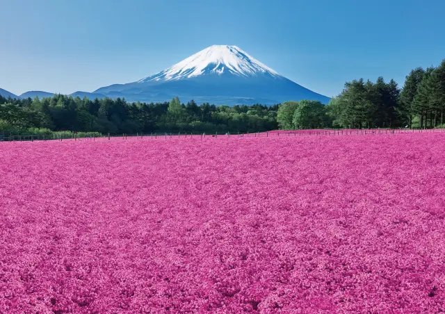 富士山とピンクの芝桜の大パノラマ