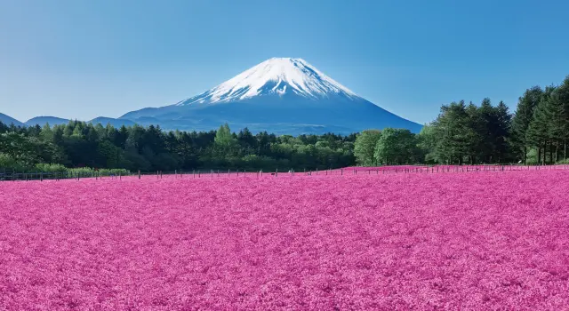富士芝桜まつり