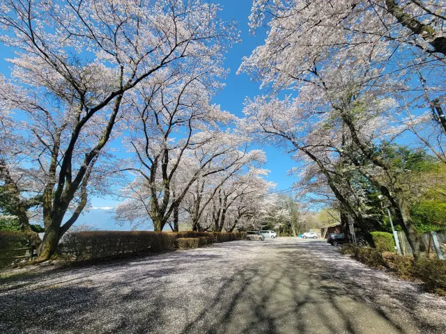 15種類の桜が咲く人気のお花見スポット