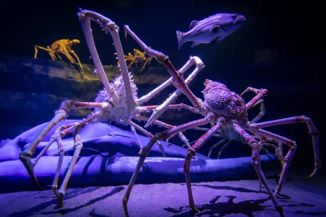 地元の港で水揚げされた深海魚やタカアシガニを多数展示