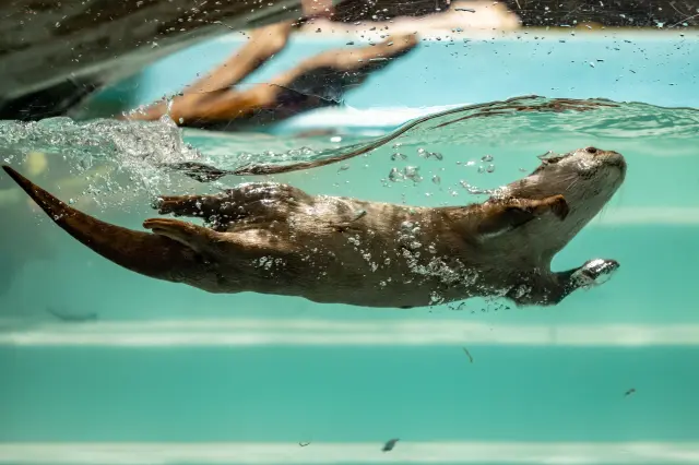 コツメカワウソやアシカなど魚以外の生き物も充実