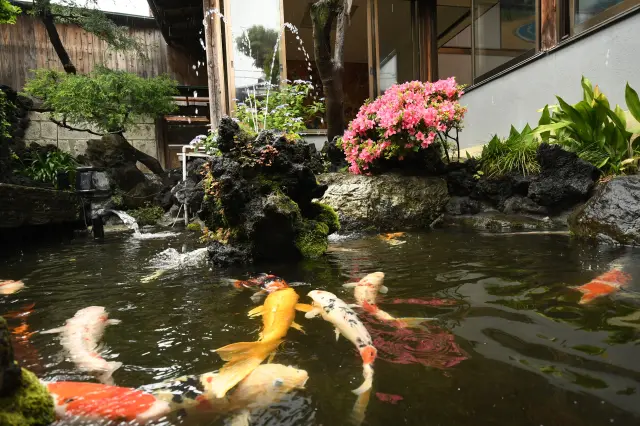 錦鯉が泳ぐ風情ある庭園